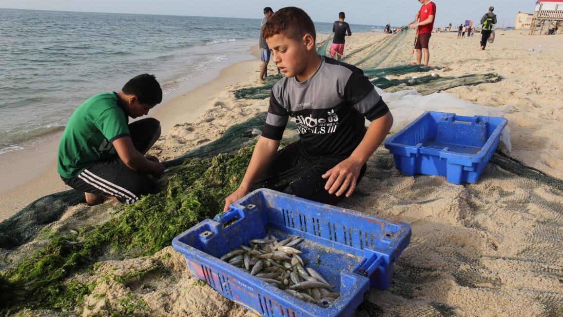 Larangan Ekspor Ikan Dari Gaza Timbulkan Kerugian Besar Bagi Pedagang Ikan Palestina