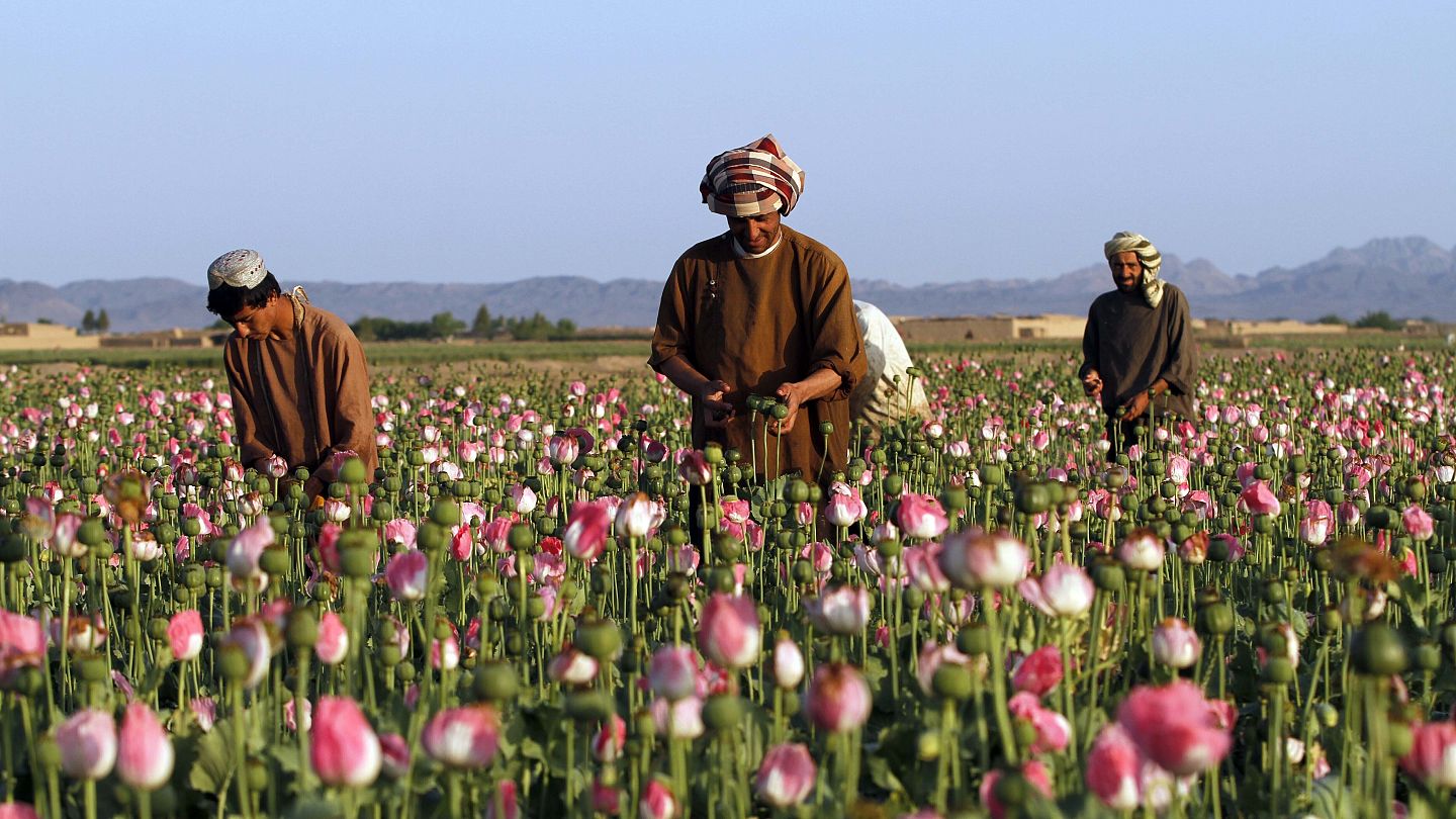 Dukung Kampanye Anti-narkoba, Taliban Larang Budi Daya Opium