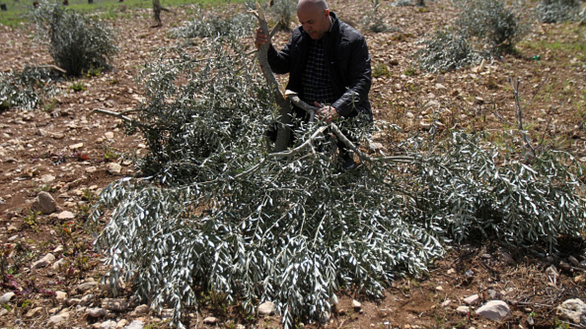 Pemukim “Israel” Hancurkan 350 Pohon Zaitun Warga Palestina Tepi Barat