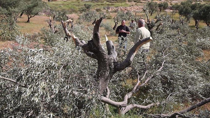 Otoritas pendudukan “Israel” hancurkan 100 pohon zaitun warga Palestina