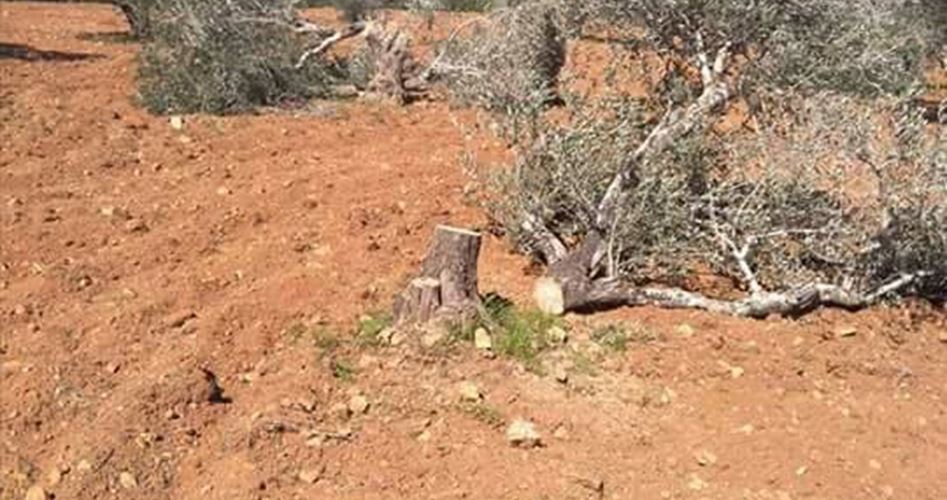 Ekstrimis Yahudi mencabut 70 pohon zaitun warga Palestina