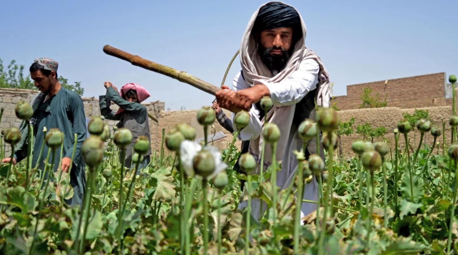 Di Masa Pemerintahan IIA, Budi Daya Opium Menurun Drastis